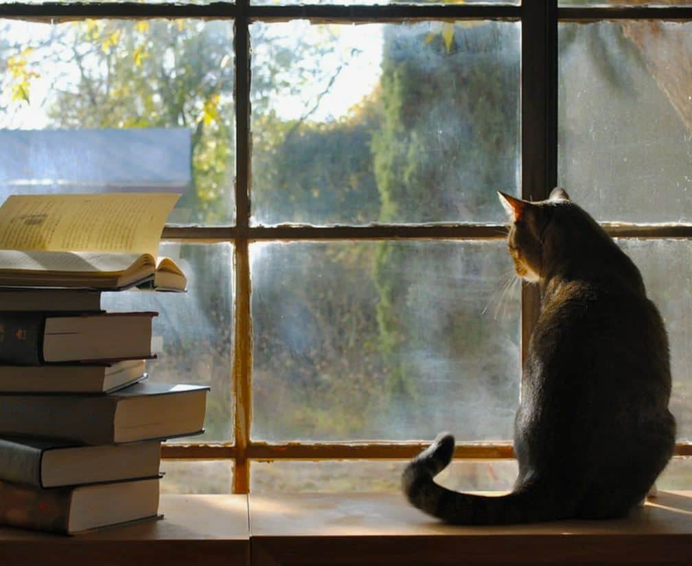 Уютное изображение подоконника на котором сидит кошка рядом со стопкой книг